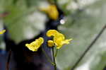 Floating bladderwort